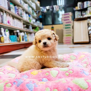 Quality Maltese Mix Poodle Puprpies - Maltese + Poodle Dog