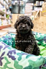 Quality Maltese Mix Poodle Puprpies - Maltese + Poodle Dog