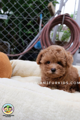 Quality Red Brown Male Tiny Toy Pdoodle  - Poodle Dog