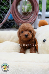 Quality Red Brown Male Tiny Toy Pdoodle  - Poodle Dog