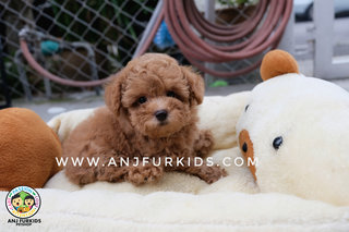 Quality Red Brown Male Tiny Toy Pdoodle  - Poodle Dog