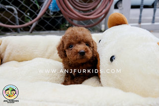 Quality Red Brown Male Tiny Toy Pdoodle  - Poodle Dog