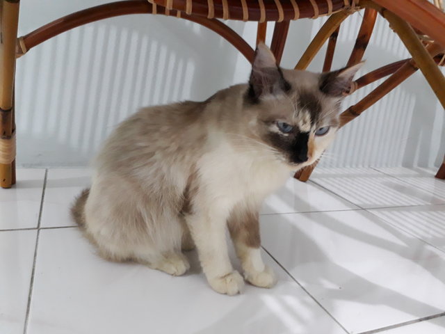 Bur - Himalayan + Domestic Short Hair Cat