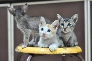 Peanuts, Maverick And Lola - Domestic Short Hair Cat