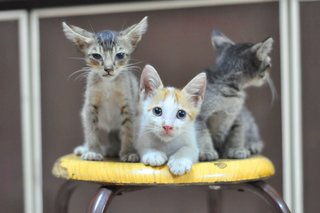 Peanuts, Maverick And Lola - Domestic Short Hair Cat