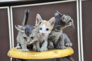 Peanuts, Maverick And Lola - Domestic Short Hair Cat