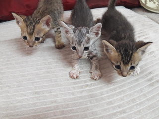 Bengal Marble Mix Kittens - Bengal + American Shorthair Cat