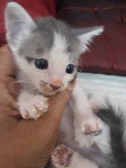 Adorable American Short Hair Mix Bengal  - American Shorthair + Bengal Cat