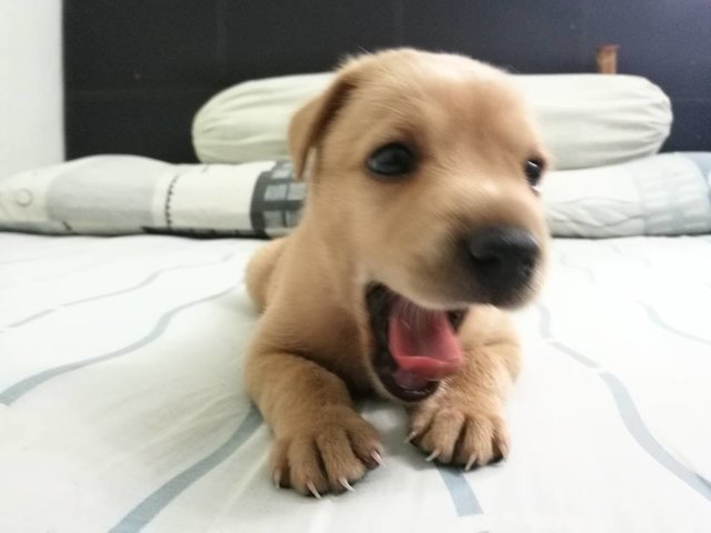 Milo Twin Is In Kl Till 27 Only - Mixed Breed Dog