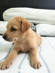 Milo Twin Is In Kl Till 27 Only - Mixed Breed Dog