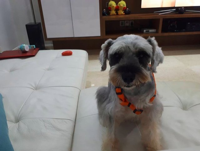 Hunter - Schnauzer Dog