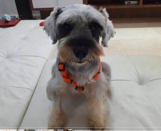 Hunter - Schnauzer Dog