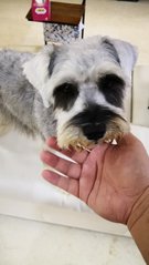 Hunter - Schnauzer Dog