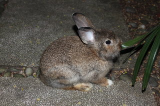 Nibbles - Angora Rabbit Rabbit