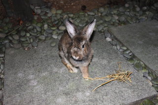 Nibbles - Angora Rabbit Rabbit