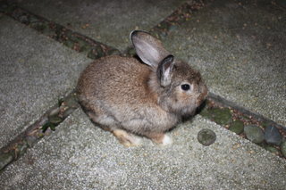 Nibbles - Angora Rabbit Rabbit