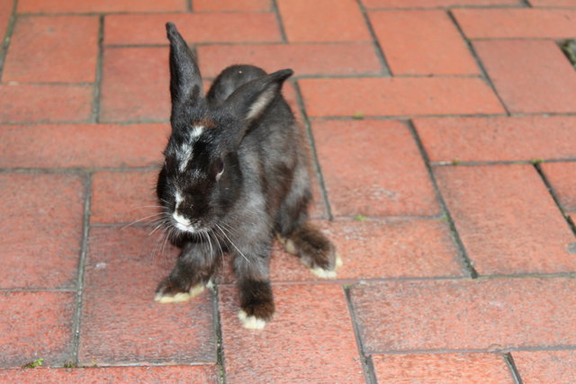 Bucky - Angora Rabbit Rabbit