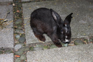 Bucky - Angora Rabbit Rabbit