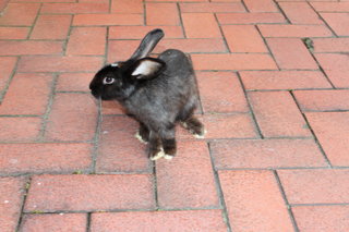 Bucky - Angora Rabbit Rabbit