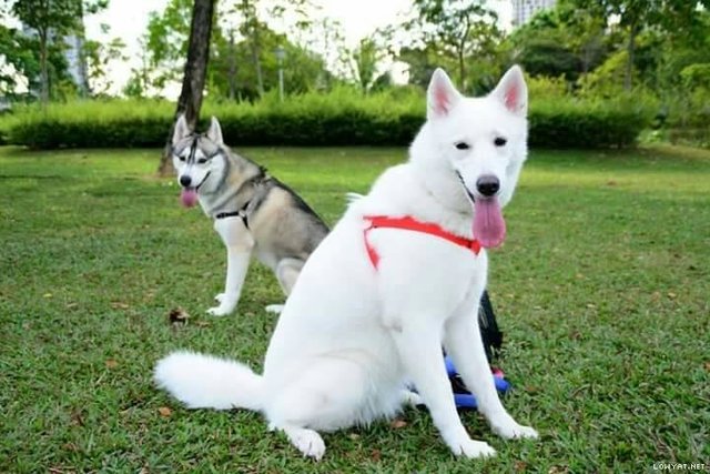 PF88257 - Siberian Husky Dog