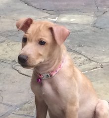 Rachel - Mixed Breed Dog