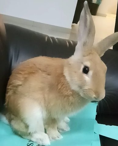 Chelo - Angora Rabbit Rabbit