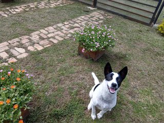 Panda - Mixed Breed Dog