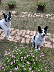 Panda - Mixed Breed Dog