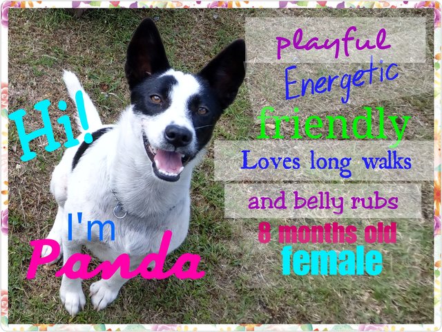 Panda - Mixed Breed Dog