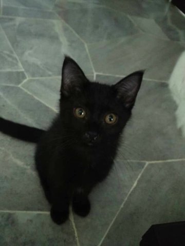 Blakey - Domestic Short Hair + Bombay Cat