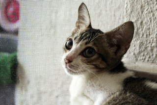 Princess Ginga Bananeira - Domestic Short Hair Cat