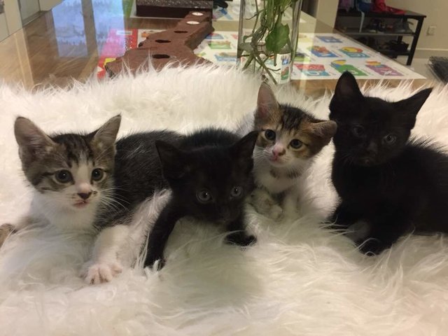 4 Kittens - American Shorthair Cat