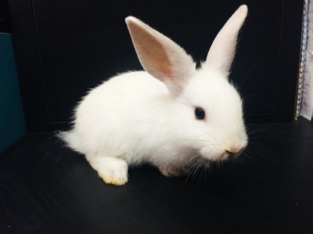 Misty,cloud&amp;storm - New Zealand Rabbit