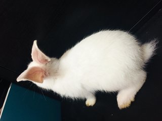 Misty,cloud&amp;storm - New Zealand Rabbit