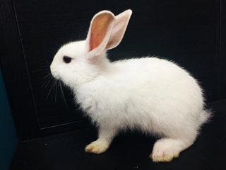 Misty,cloud&amp;storm - New Zealand Rabbit