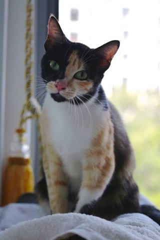 Trinity - Calico + Domestic Short Hair Cat