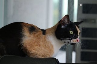 Trinity - Calico + Domestic Short Hair Cat