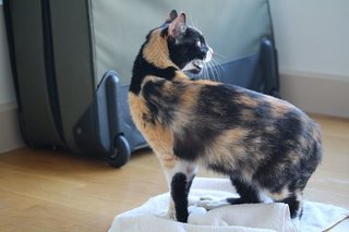 Trinity - Calico + Domestic Short Hair Cat