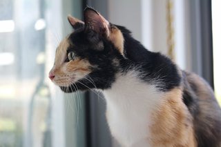 Trinity - Calico + Domestic Short Hair Cat