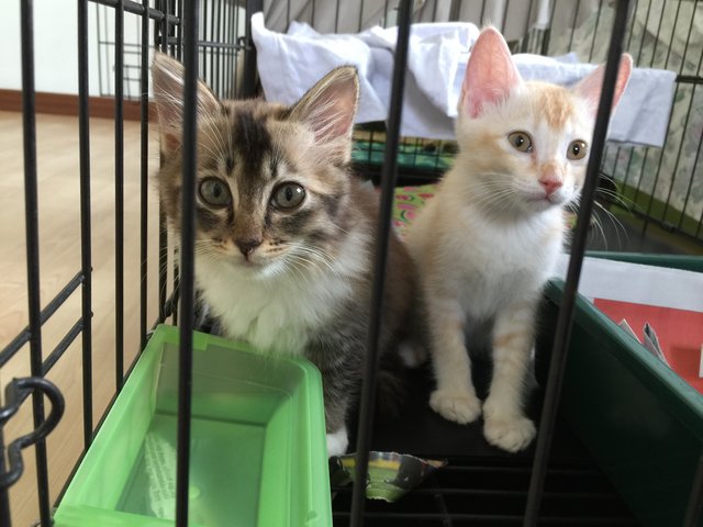 Jon Snow &amp; Diva - Domestic Short Hair + Dilute Calico Cat