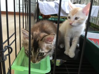 Jon Snow &amp; Diva - Domestic Short Hair + Dilute Calico Cat