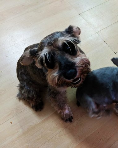 Sappy Dog - Schnauzer Dog