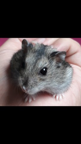 Ju Ju - Short Dwarf Hamster Hamster