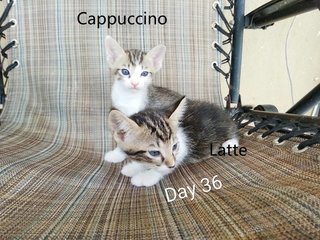 Latte &amp; Cappuccino - Domestic Short Hair + Tabby Cat