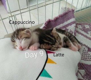 Latte &amp; Cappuccino - Domestic Short Hair + Tabby Cat