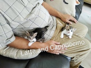 Latte &amp; Cappuccino - Domestic Short Hair + Tabby Cat