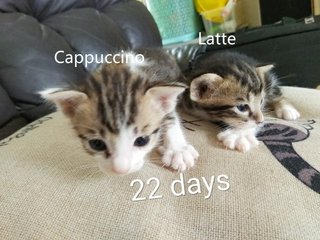 Latte &amp; Cappuccino - Domestic Short Hair + Tabby Cat