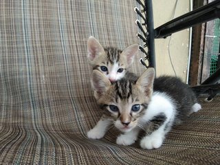 Latte &amp; Cappuccino - Domestic Short Hair + Tabby Cat