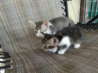 Latte &amp; Cappuccino - Domestic Short Hair + Tabby Cat