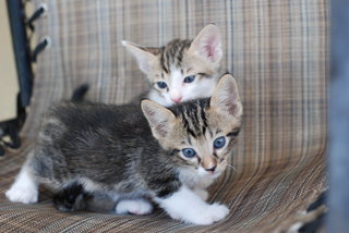 Latte &amp; Cappuccino - Domestic Short Hair + Tabby Cat